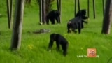 Защитники животных требуют наделить шимпанзе правами человека