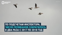 Уникальное озеро в Калмыкии, где живут кудрявые пеликаны