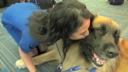 Собака убьет стресс в аэропорту