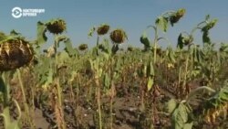 Пятое время года: катастрофа молдавских фермеров