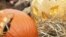 Germany -- A baboon tastes a pumpkin in Halloween design on October 29, 2013 at the Hagenbeck zoo in Hamburg, northern Germany.        AFP PHOTO / DPA / CHRISTIAN CHARISIUS / GERMANY OUT