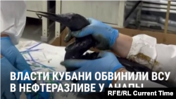 Около Анапы — новый разлив нефтепродуктов, на побережье десятки пострадавших птиц, часть погибла
