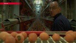 Роковые яйца: почему власти ЕС изъяли из продажи миллионы куриных яиц и зарезали тысячи кур?