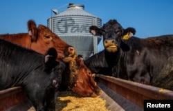 Животноводтво – один из крупнейших источников парниковых газов. На снимке – коровы на ферме в Вашингтоне, штат Айова, США, 23 августа 2025 года. Фото: Reuters