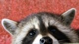 Racoon