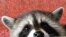 Racoon