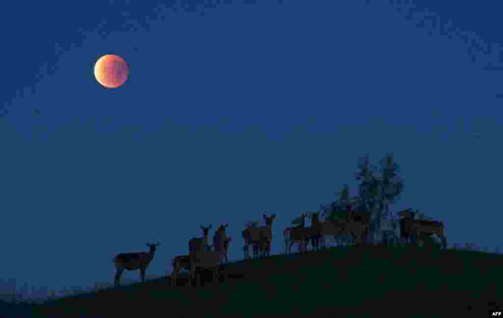 Эти белорусские олени 28 сентября&nbsp;стали свидетелями редкого астрологического явления &nbsp;-&quot;кровавого суперлуния&quot;