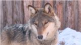 "Почему-то считается, что можно завести волка". С 2020 года держать в домах диких животных будет запрещено