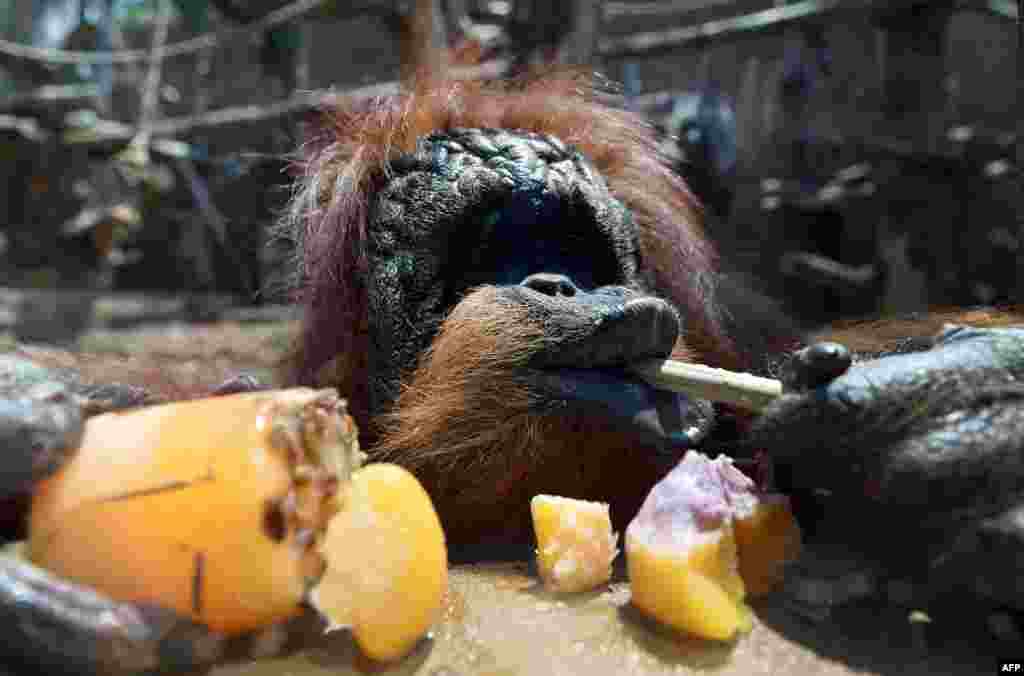 У животных специальный рацион: замороженые фрукты и мясо На фото - орангутан из итальянского зоопарка