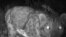 Grab: Snow Leopard