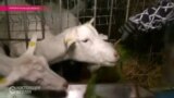Новогодний обед в зоопарке экс-президента Януковича