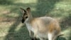 Колония кенгуру поселилась в лесах в парижском пригороде 
