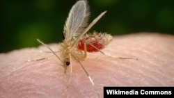 Русский комар кусает самую вкусную девушку