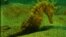 Teaser--sea horses /reuters