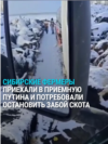 "Все законы попраны!" Фермеры из Сибири приехали в Москву и требуют остановить массовый забой скота