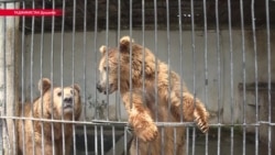 Зверинец, а не зоосад: все проблемы зоопарка в Душанбе