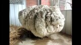 С заросшей австралийской овцы состригли 40 кг шерсти