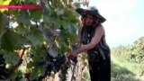 В Грузии – сезон "ртвели": страна собирает урожай винограда