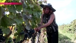 В Грузии – сезон "ртвели": страна собирает урожай винограда