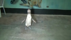 Гулявшего по улицам отважного пингвина арестовала полиция Перу