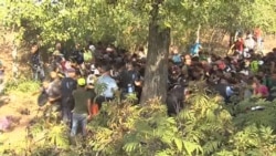 Мигранты прорвали полицейский кордон в Товарнике (Хорватия)