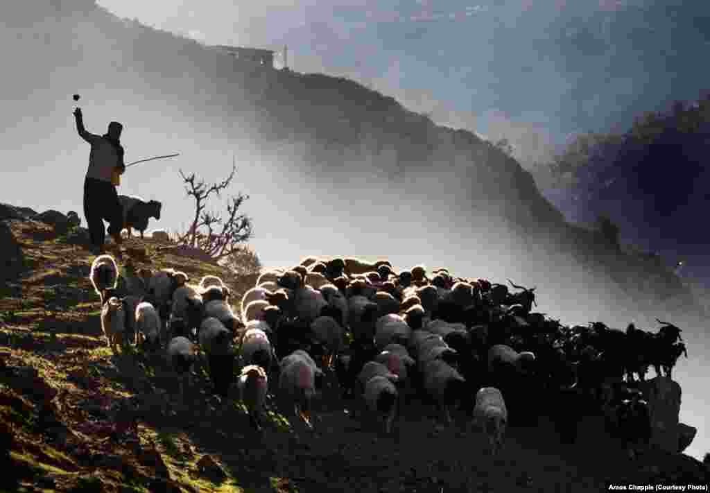 Пастух на ирано-иракской границе