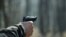 Generic -- Gun
