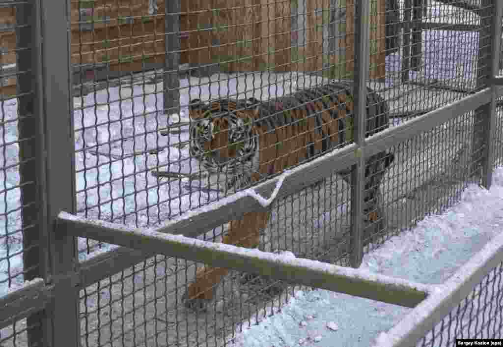 Тигр в вольере после российского обстрела 1 января 2026 года.Радио Свобода попыталось связаться с руководством парка, но они отказались от комментариев.