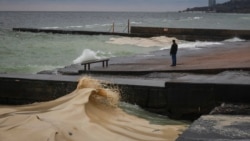 В Одессе спасают птиц, выживших после попадания в море масла из-за обстрела армии РФ