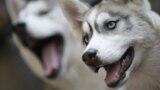 Husky dog 