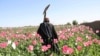 Что будет с наркотрафиком в Афганистане после захвата власти "Талибаном"