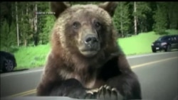 Осторожно: медведи!