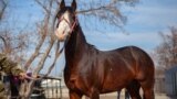 Kyrgyzstan - Bishkek - horses - kokboru's horse - kok boru - Axilles - Achilles