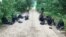 Lithuania -- Migrants detained crossing into Lithuania from Belarus