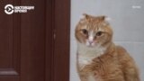 3D-протезы для Рыжика и Дымки: уникальные операции сибирских ветеринаров