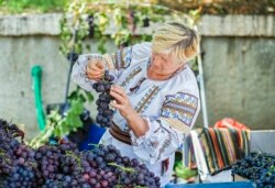 Фестиваль молодого винограда в Молдове. Август 2019 года