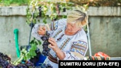 Agriculture accounts for roughly 45 percent of Moldova's exports, with Moldovan wine arguably the country's best known export. Here, a woman takes a vine of grapes at a 2019 festival in Durlesti, Moldova.