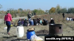 Сбор хлопка в Узбекистане 