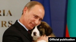 Владимир Путин с подарком от премьер-министра Болгарии Бойко Борисова – щенком каракачанской овчарки 