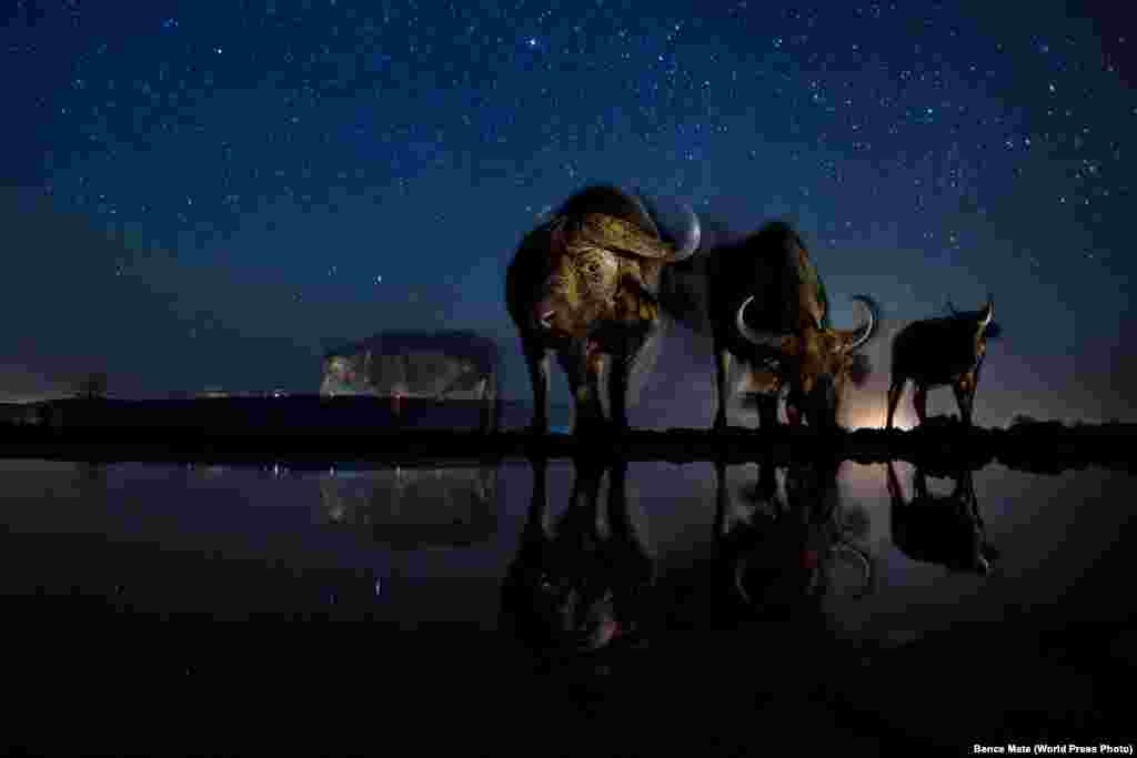 Третий приз в категории &quot;Природа&quot;: дикие буйволы пьют воду. Фотография была сделана с таймера дистанционно. Фото &ndash; Бэнс Мэйт