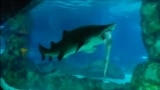 Одна акула съела другую в сеульском аквариуме