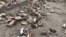 RUSSIA -- KAMCHATKA TERRITORY, OCTOBER 13, 2020: Dead mussels are washed up on the south-west coast of the Sea of Okhotsk. On 1 October, the Pacific coast saw a mass stranding of marine animals, with the local authorities reporting on sea water pollution