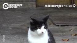 Котошеф Светлана за счет бюджета кормит бездомных котов в Зеленоградске