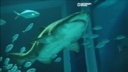 В Рио-де-Жанейро открывают самый большой в Латинской Америке аквариум