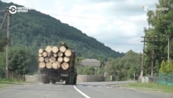 Как вырубают лес в украинских Карпатах