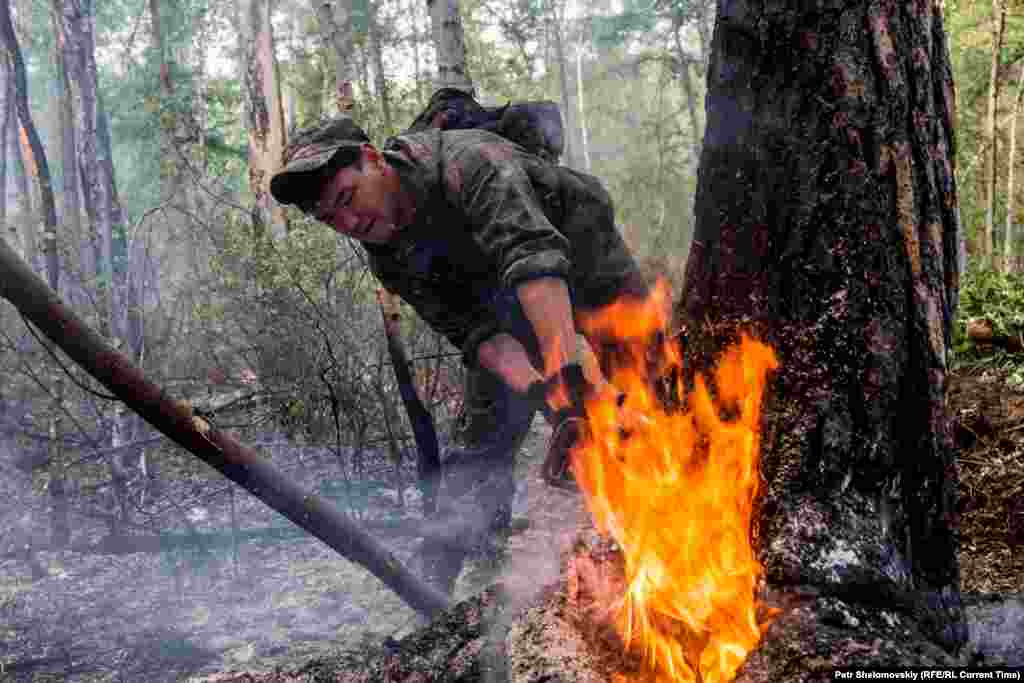 На фото - лесник спиливает горящее дерево