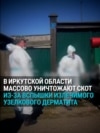 "Я эту корову за 80 тысяч покупала!" В России сновa массово уничтожают скот у фермеров - на этот раз в Иркутской области