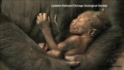 В зоопарке Чикаго родился детеныш гориллы