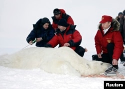 В России живет до 7 тысяч белых медведей. По три тысячи в Чукотском и Баренцевом морях и еще какое-то, неизвестное ученым количество в Карском море и море Лаптевых. Земля Франца Иосифа, Россия. 2010 год