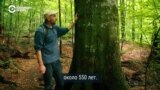 Закарпатские буковые леса – мировое достояние из Списка ЮНЕСКО